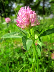 20130525Trifolium_pratense