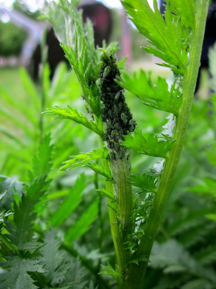 20130525Tanacetum_vulgare