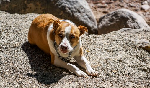 Pit bull cute young photo