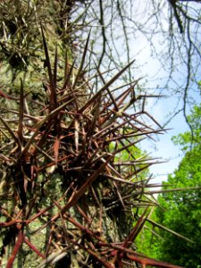 20130512Gleditschie_DFG_Saarbruecken3