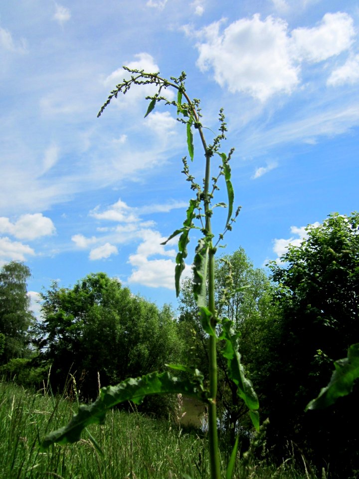 20130527Ampfer_Saarbruecken2