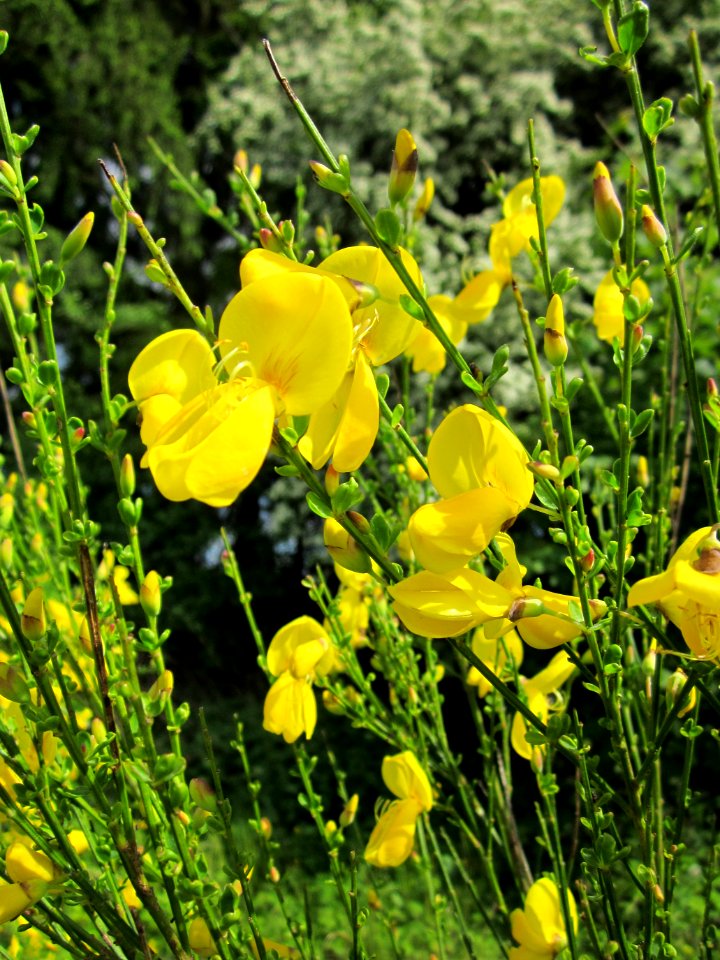 20130527Ginster_Bruchmuehlbach-Miesau3