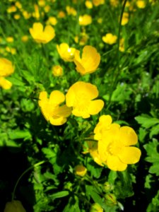 20130512Ranunculus_repens2