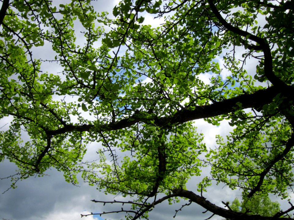 20130512Ginkgo_DFG2