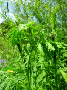 20130527Tanacetum_vulgare