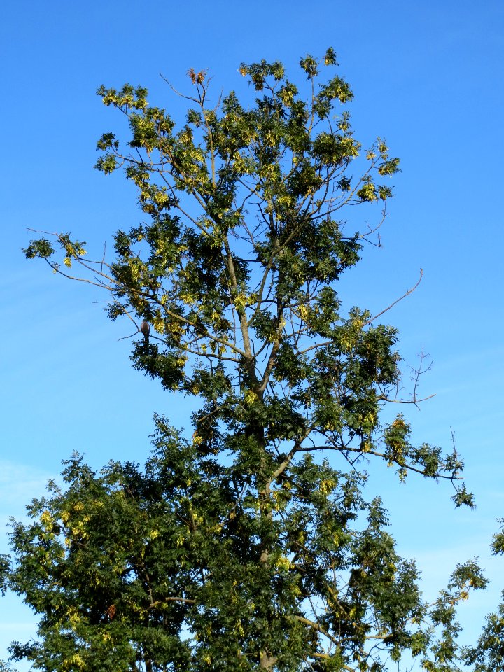 20130817Fraxinus_excelsior2