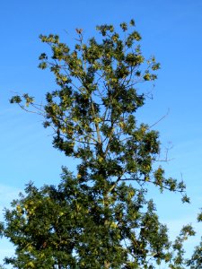 20130817Fraxinus_excelsior2