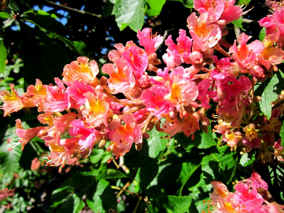 20130512Aesculus_×_carnea3