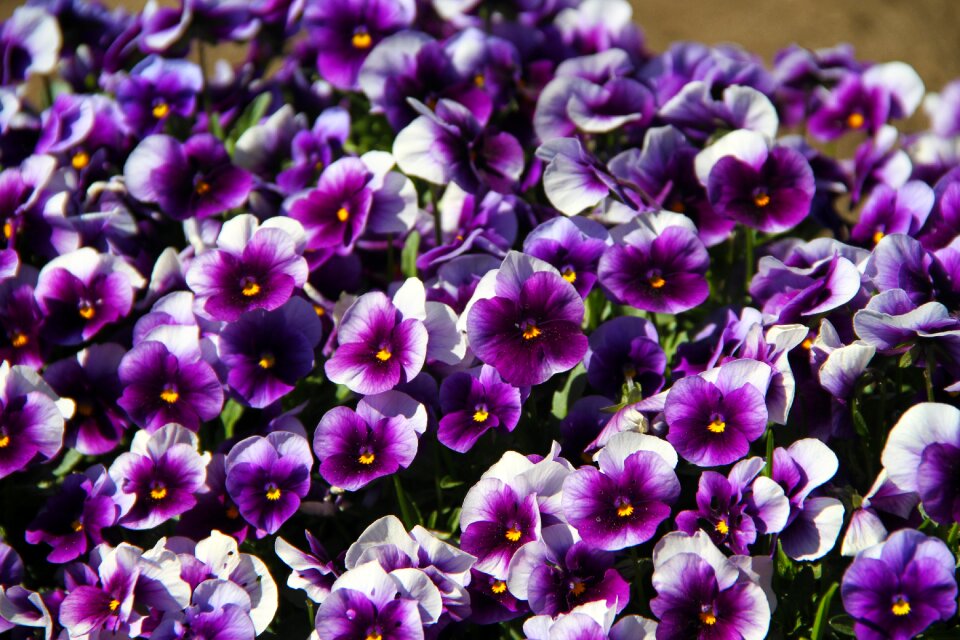 Garden floral field