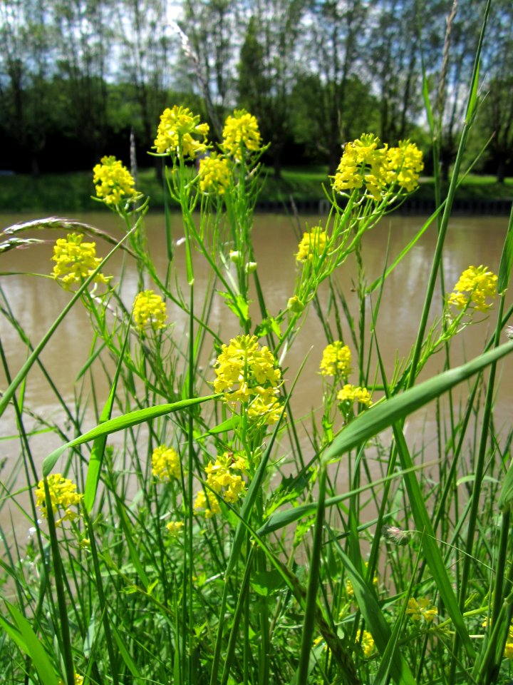 20130524Barbarakraut_Saarbruecken2