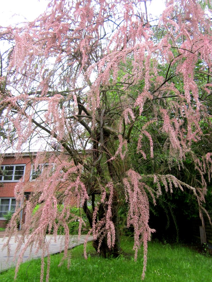 20130520Tamariske_Saarbruecken1