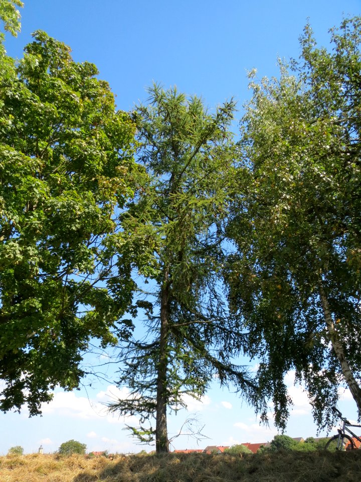 20130817Laerche_Altlussheim1