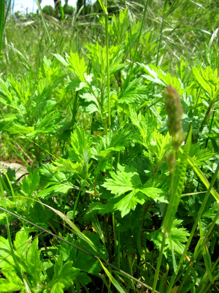 20130527Artemisia_vulgaris