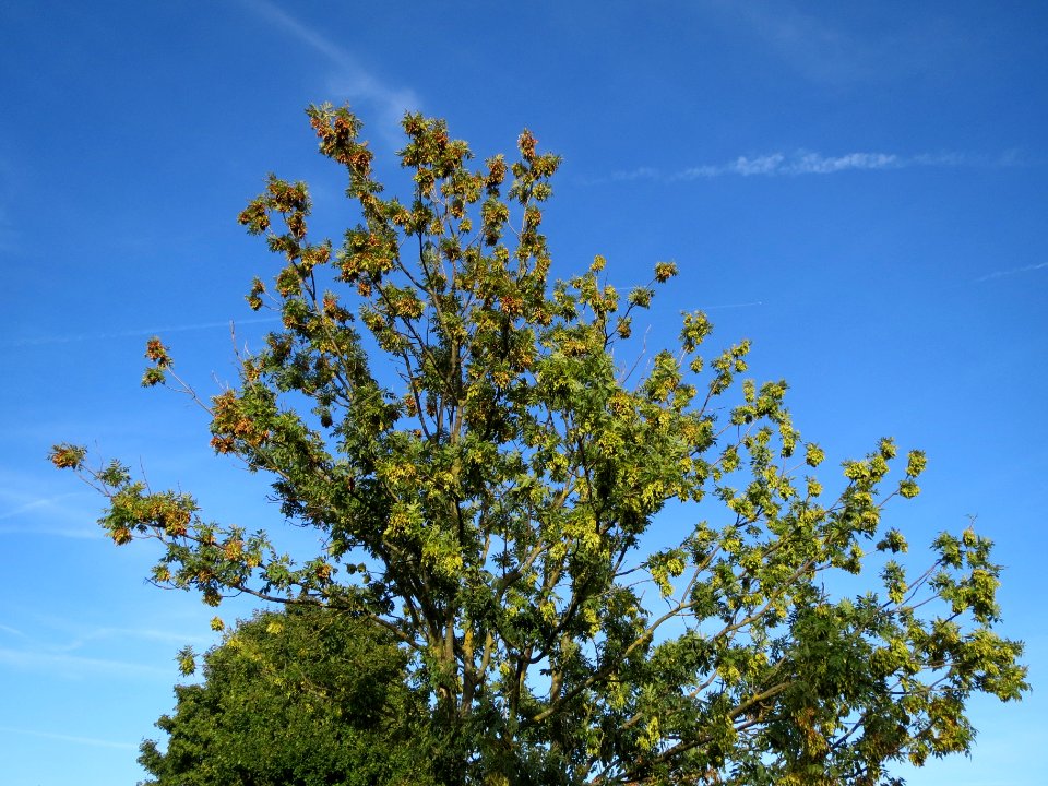 20130817Fraxinus_excelsior4