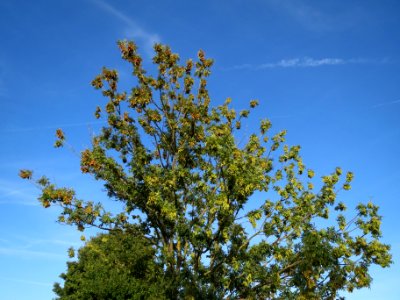 20130817Fraxinus_excelsior4