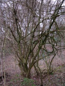 20130406Rodenhoferdell_Saarbruecken1