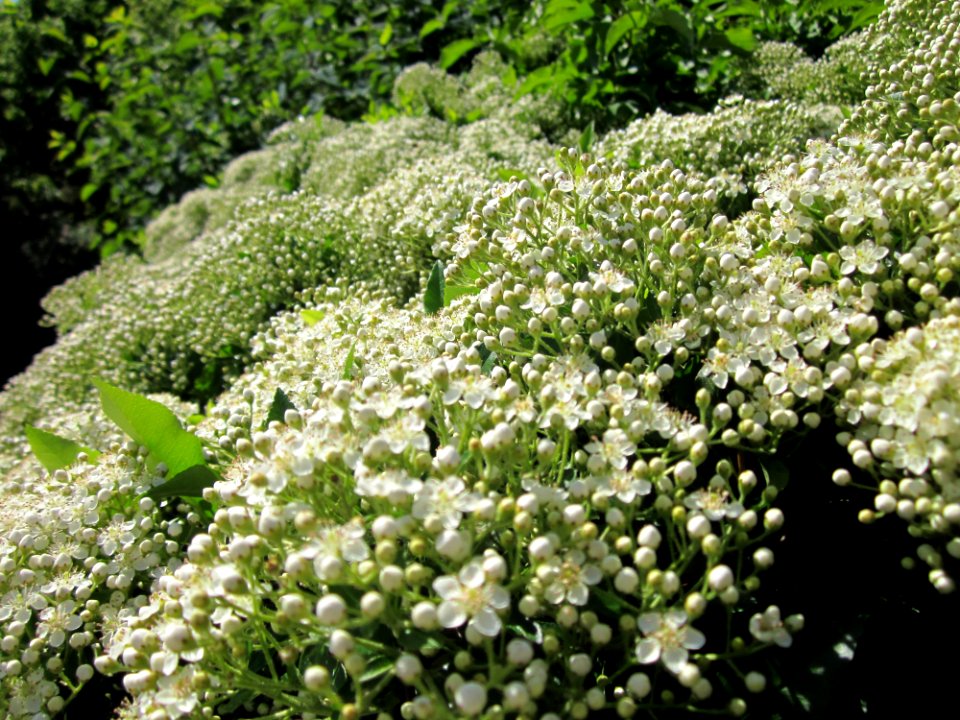 20130528Feuerdorn_Hockenheim4