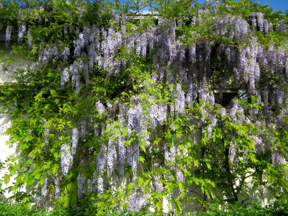 20130514Blauregen_Hockenheim1