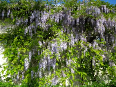 20130514Blauregen_Hockenheim1