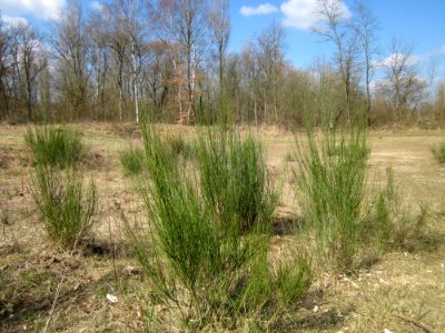 20130407Cytisus_scoparius5