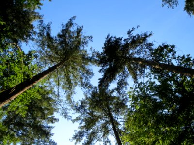 20130821Douglasie03