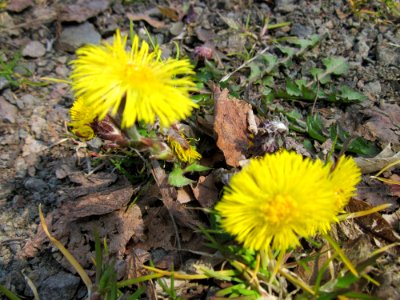 20130404Huflattich_Saarbruecken2