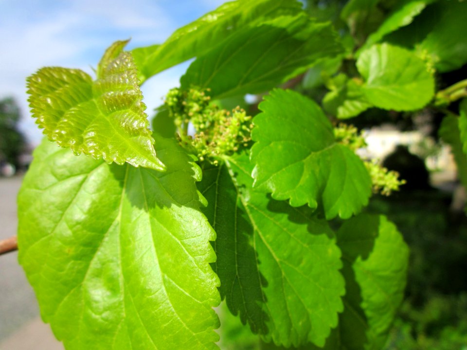20130514Rathausstr_Hockenheim10