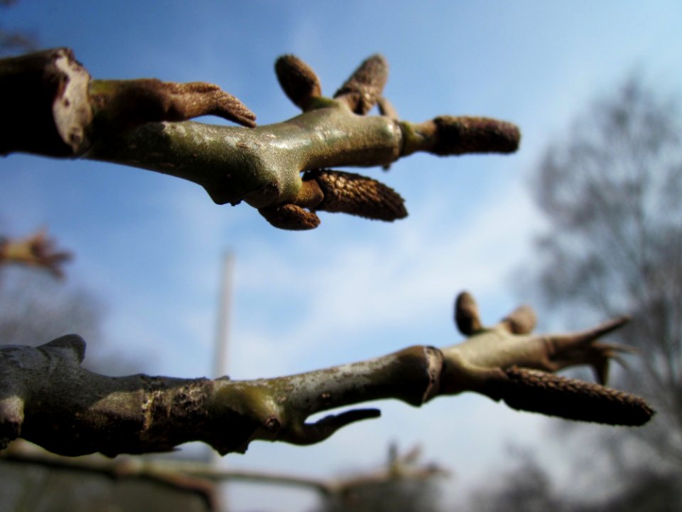 20130404Kaukasische_Fluegelnuss_Saarbruecken3