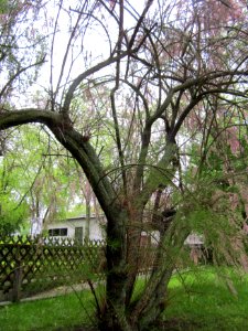20130520Tamariske_Saarbruecken2
