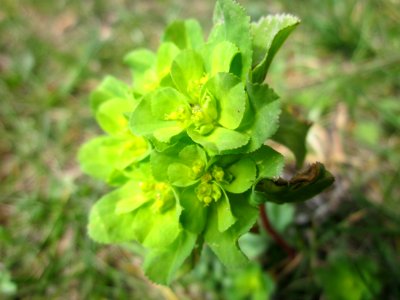 20130407Euphorbia_helioscopia1