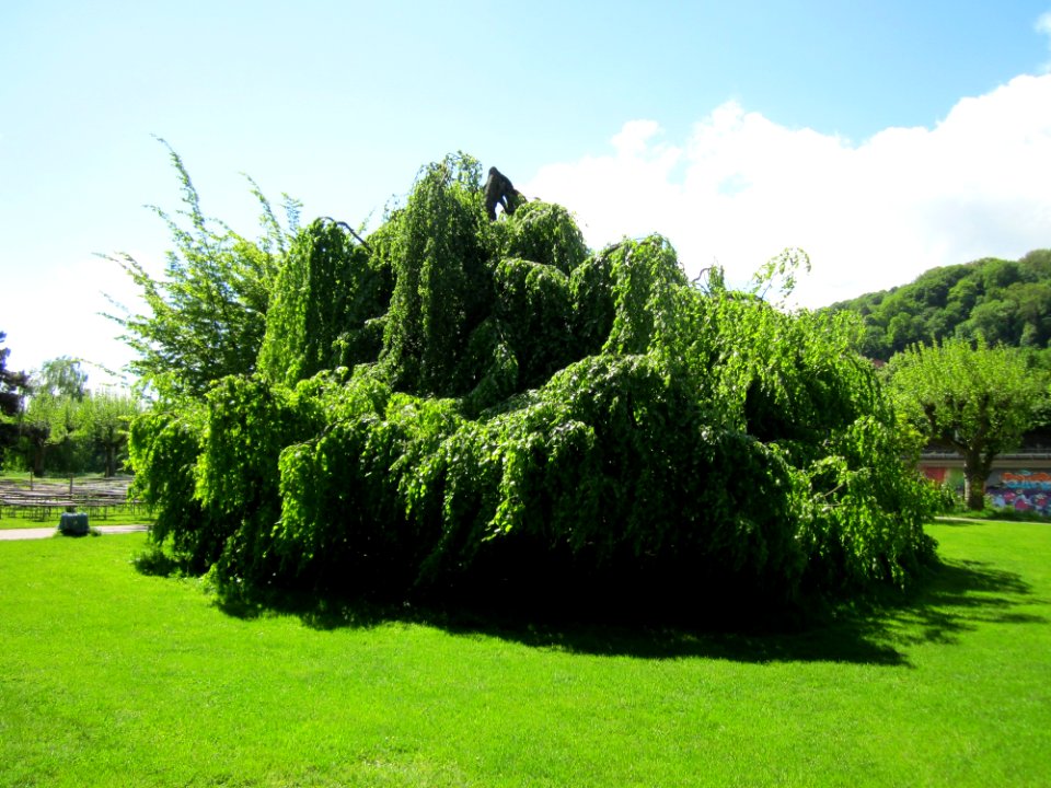20130512Trauerbuche_Staden1