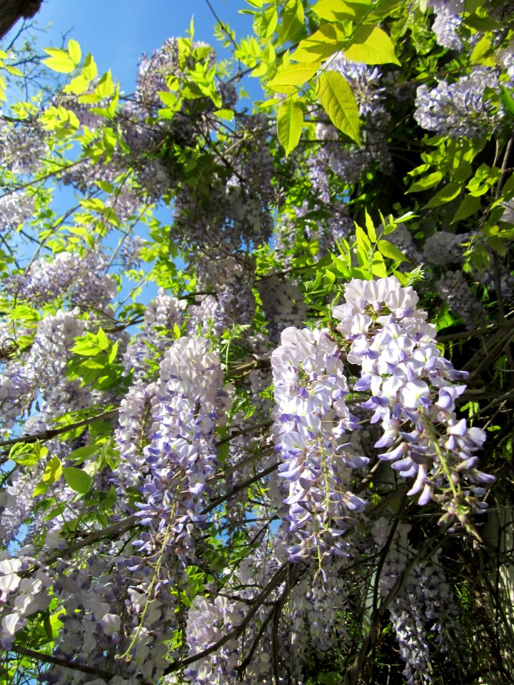 20130514Blauregen_Hockenheim4