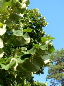 20130820Tilia_tomentosa7 photo