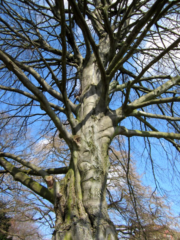 20130407Buche_Staden1