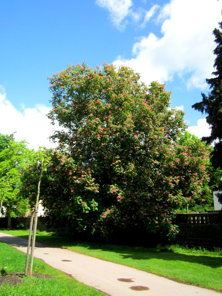 20130512Kastanie_Staden1