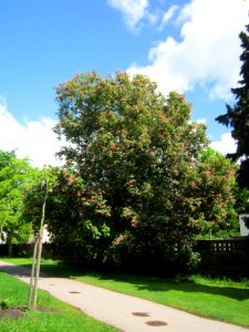 20130512Kastanie_Staden1