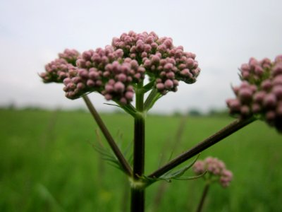 20130516Valeriana_officinalis2