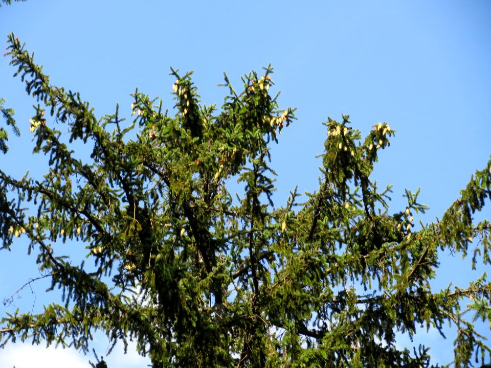 20130821_Picea_abies