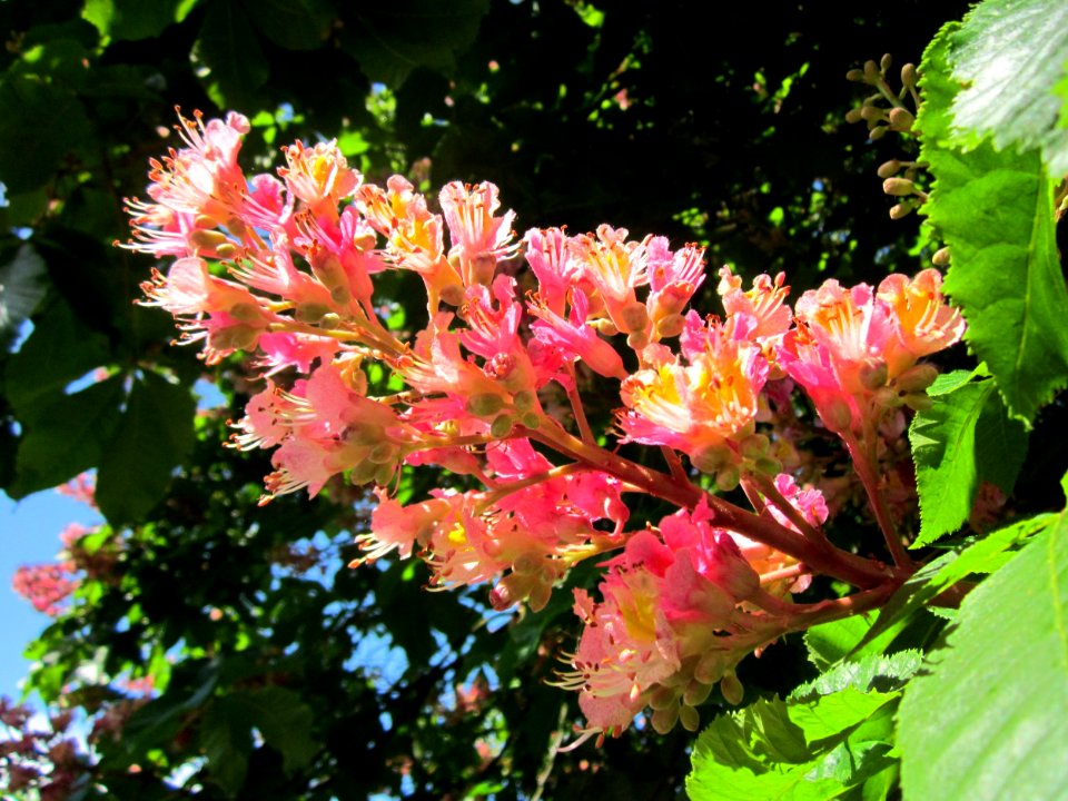 20130512Aesculus_×_carnea4