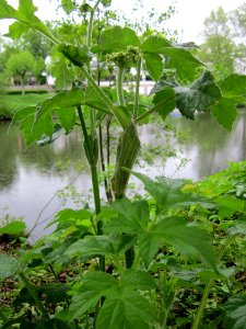 20130519Baerenklau_Saarbruecken1