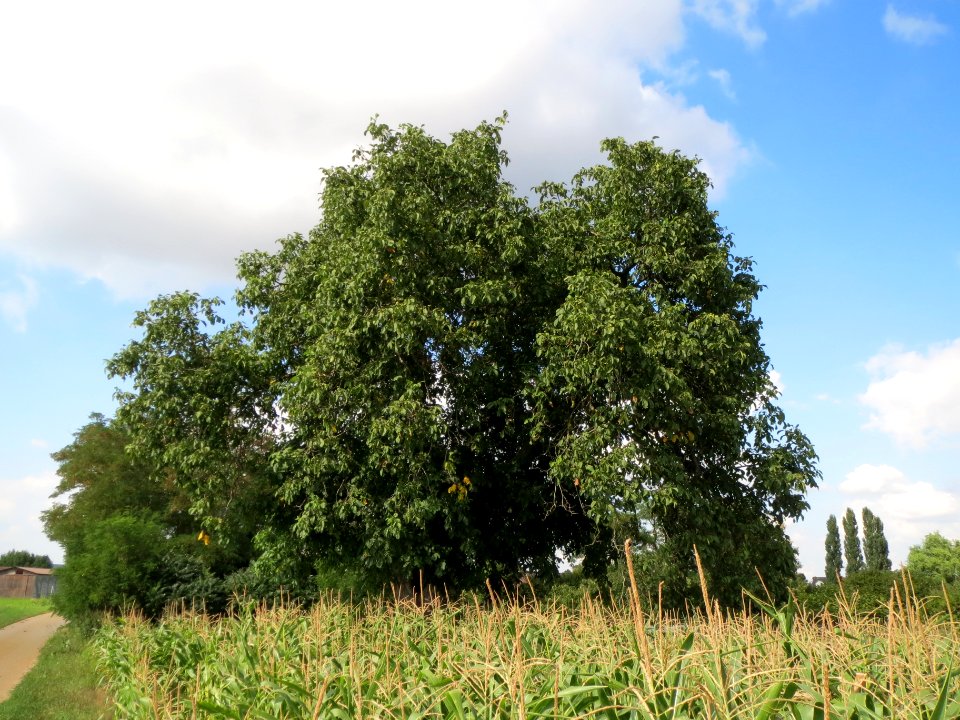 20130820Walnuss_Hockenheim3