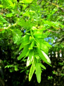 20130512Carpinus_betulus_quercifolia2