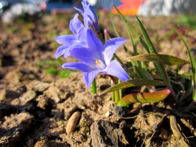 20130401Scilla_luciliae