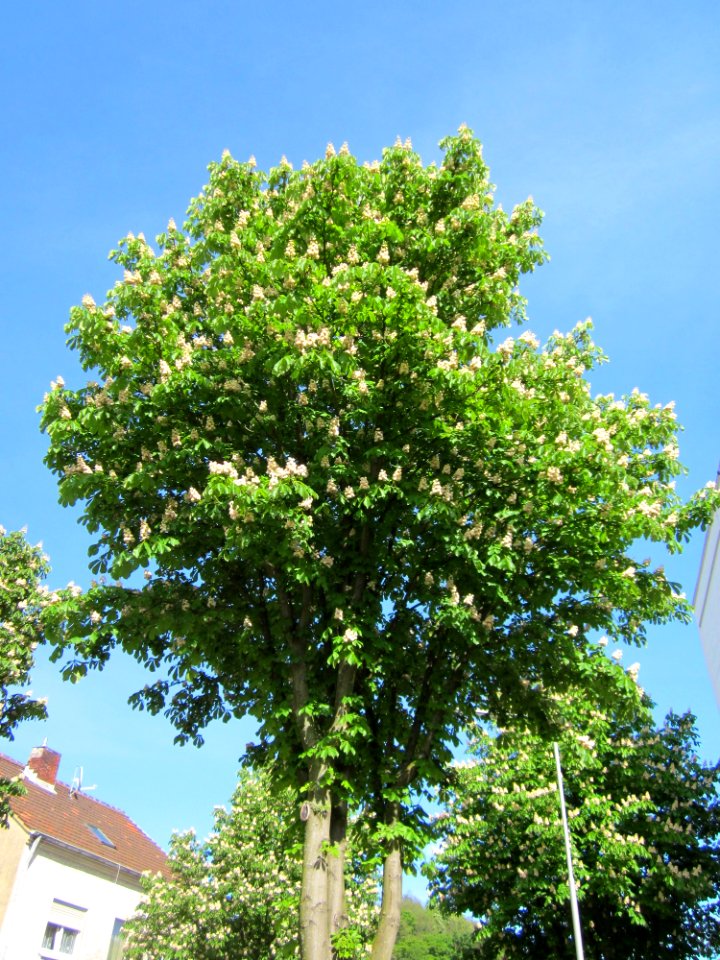 20130518Kastanie_Saarbruecken1