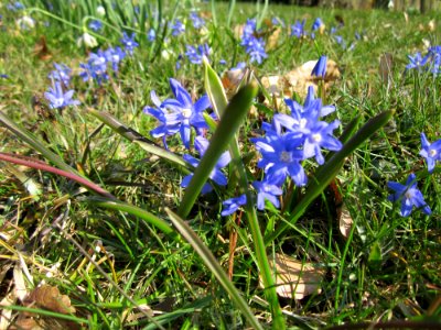 20130402Scilla_luciliae5