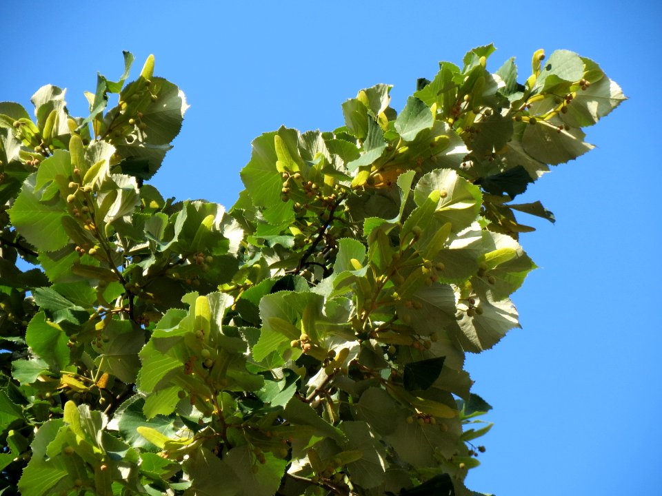 20130820Tilia_tomentosa4