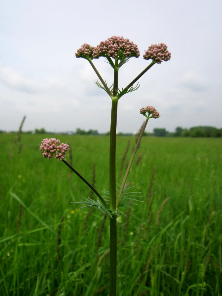 20130516Valeriana_officinalis1