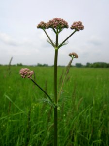20130516Valeriana_officinalis1
