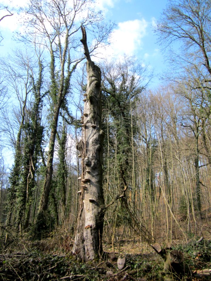 20130407Fagus_sylvatica12
