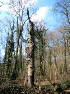 20130407Fagus_sylvatica12